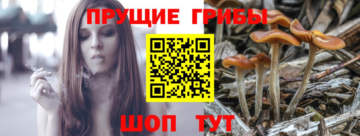 Новодвинск  Псилоцибиновые грибы MAGIC MUSHROOMS  Вход с VPN  Псилоцибиновые грибы GOLDEN TEACHER 